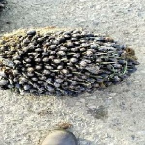 unripe_valid (297).jpg