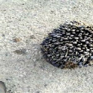 unripe_valid (298).jpg