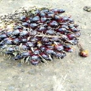 unripe_valid (3).jpg