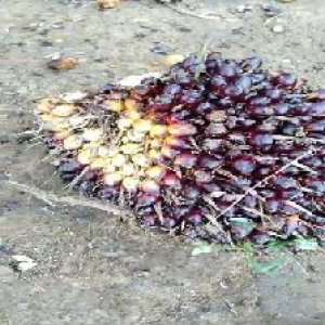 unripe_valid (30).jpg