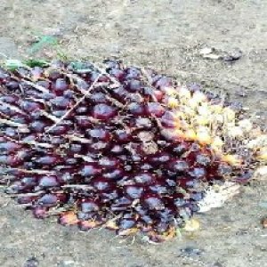 unripe_valid (31).jpg