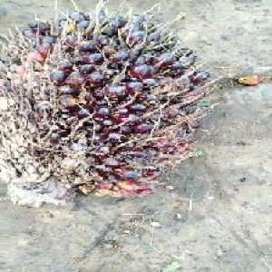 unripe_valid (32).jpg