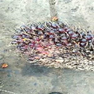 unripe_valid (33).jpg