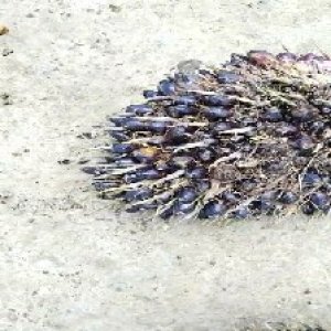 unripe_valid (35).jpg