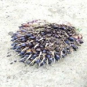 unripe_valid (36).jpg