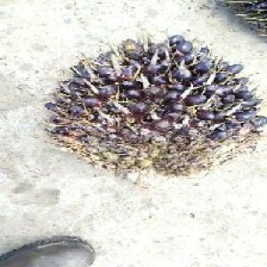 unripe_valid (37).jpg