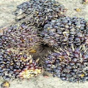 unripe_valid (38).jpg