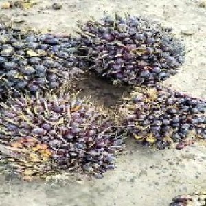 unripe_valid (39).jpg