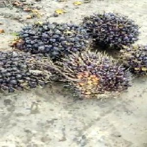 unripe_valid (40).jpg