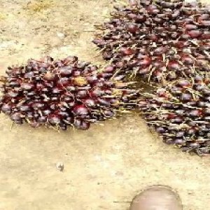 unripe_valid (41).jpg