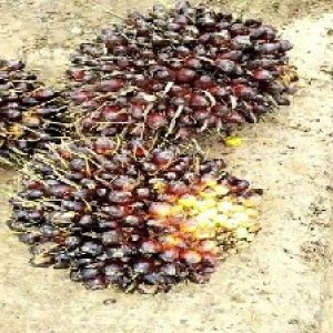 unripe_valid (42).jpg