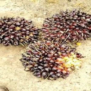 unripe_valid (43).jpg