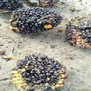 unripe_valid (44).jpg