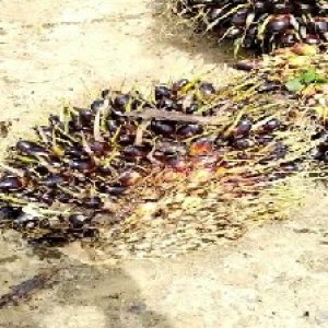 unripe_valid (45).jpg