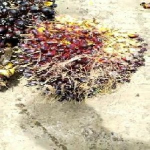 unripe_valid (46).jpg