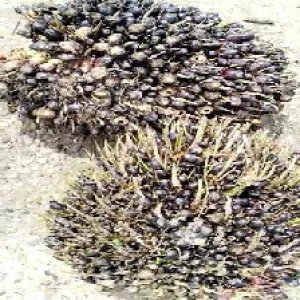 unripe_valid (48).jpg