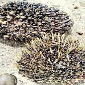 unripe_valid (49).jpg