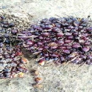 unripe_valid (5).jpg