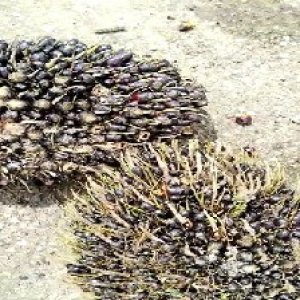 unripe_valid (50).jpg