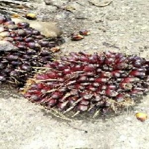 unripe_valid (52).jpg