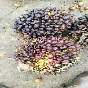 unripe_valid (53).jpg