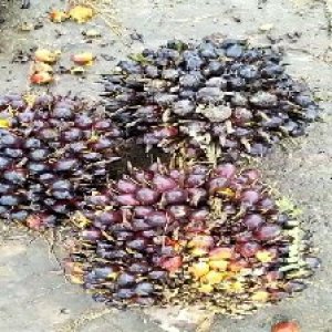 unripe_valid (54).jpg