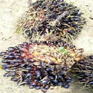 unripe_valid (55).jpg